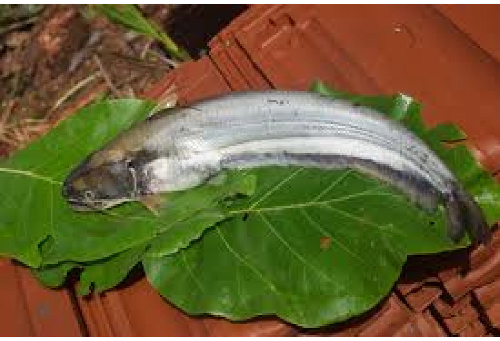 Cleaned Boal Fish / Attu Vaala Pcs - 400g